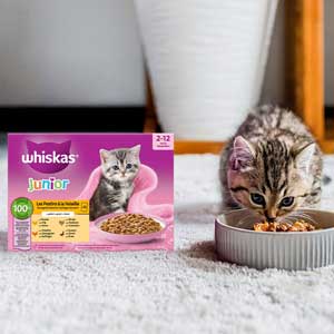 Échantillon gratuit Whiskas chaton : recevez de la nourriture pour chatons