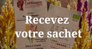 Échantillon gratuit Kokopelli : Graines Celosia Pampa Plume
