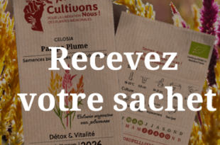 Échantillon gratuit Kokopelli : Graines Celosia Pampa Plume
