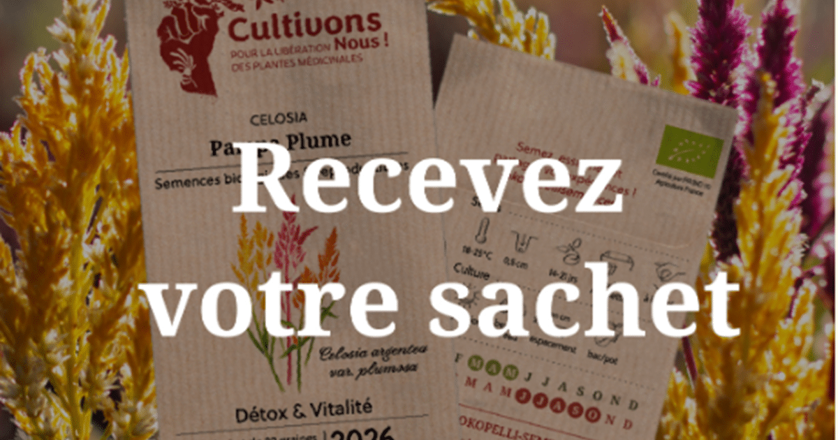 Échantillon Gratuit : Sachet de Graines Celosia Pampa Plume – Association Kokopelli
